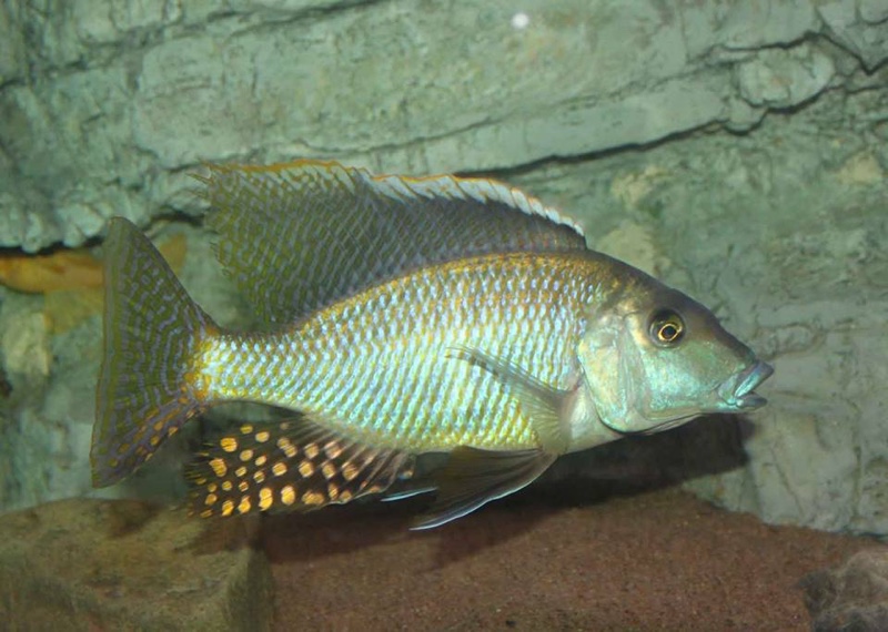 Taeniolethrinops furcicauda 'Malopa'